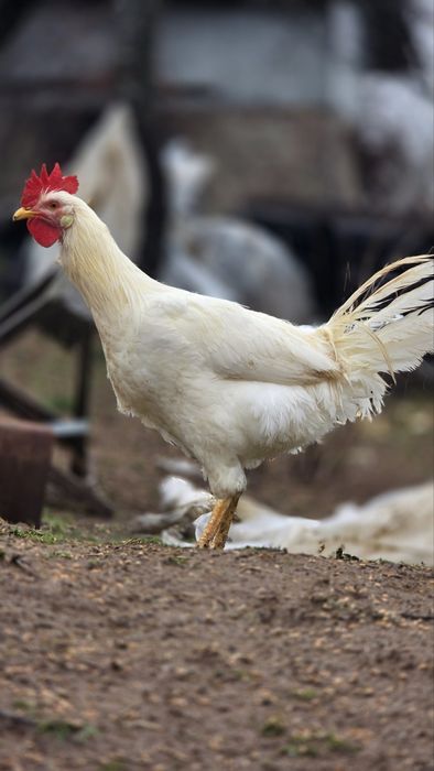 Петли различни породи.