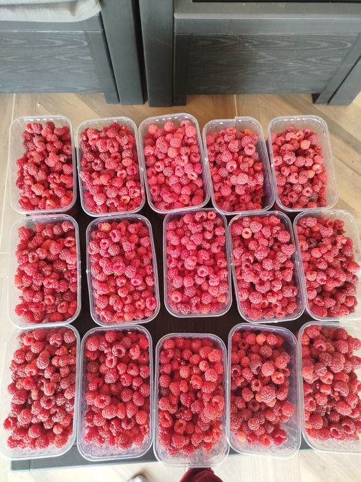 Butași de zmeură soiul Polka