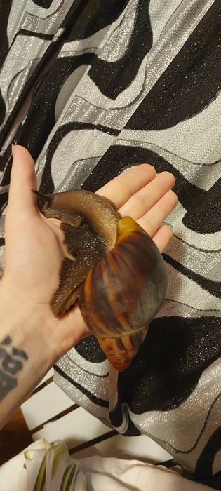 Улитка архахатина