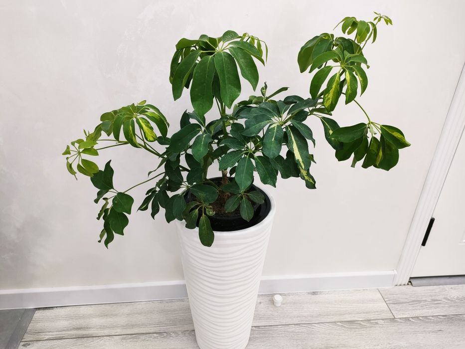 Растения для офиса, доставка