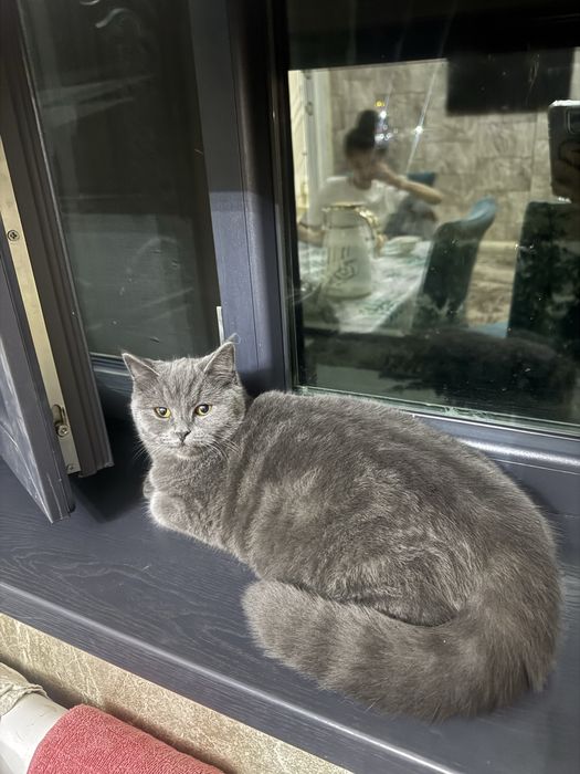 Катенок умный страйт мальчик