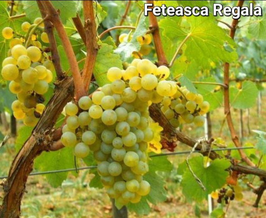 Material Saditor Vita de Vie