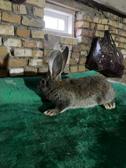 Zoddor quyon bolalari