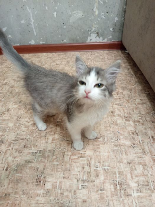 Котик девочка в добрую семью