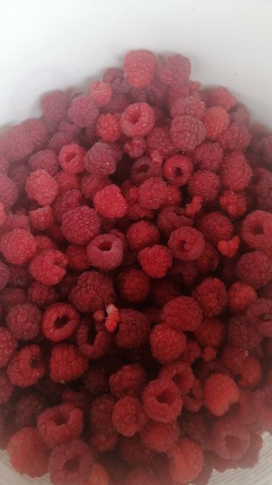 Продам домашнюю малину.