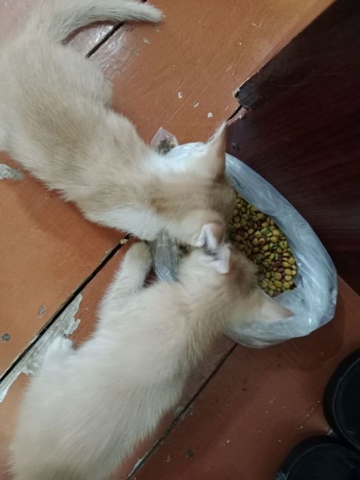 Мушук боллари эркак