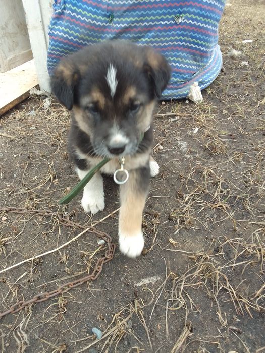 Осы күшік сатылады