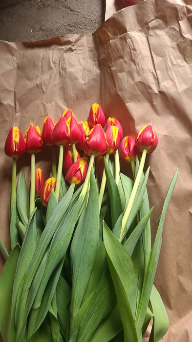Цветый тюльпан в розницу 550 тенге