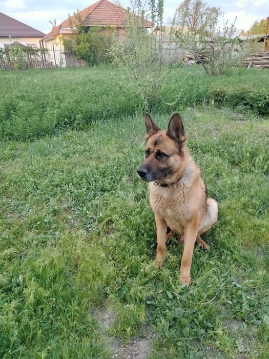 Вязка:Немецкая овчарка 2 года