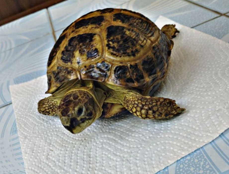 Продается Черепаха!