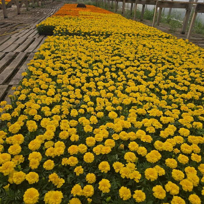 Петуния рассада цветы