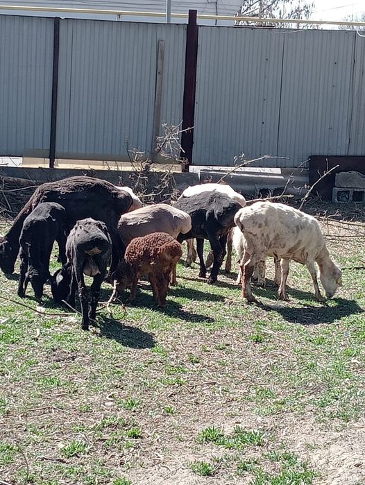 Койлар  сатылады