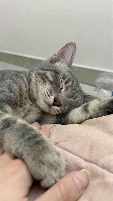 Котенок мальчик в добрые руки