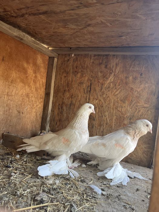 Тасманы На продажу плод есть 25000