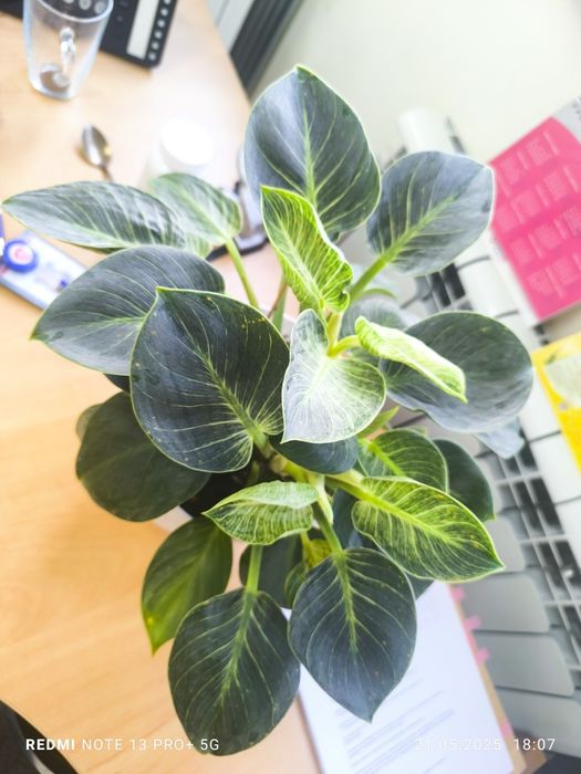 Филодендрон Биркин