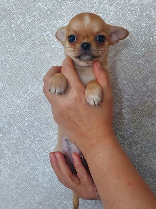 Продаю щенка чихуахуа