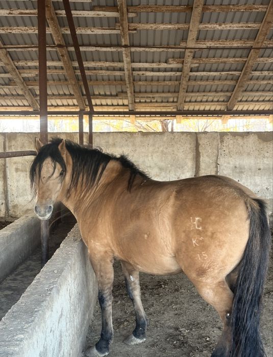 Айгыр актобе каласы