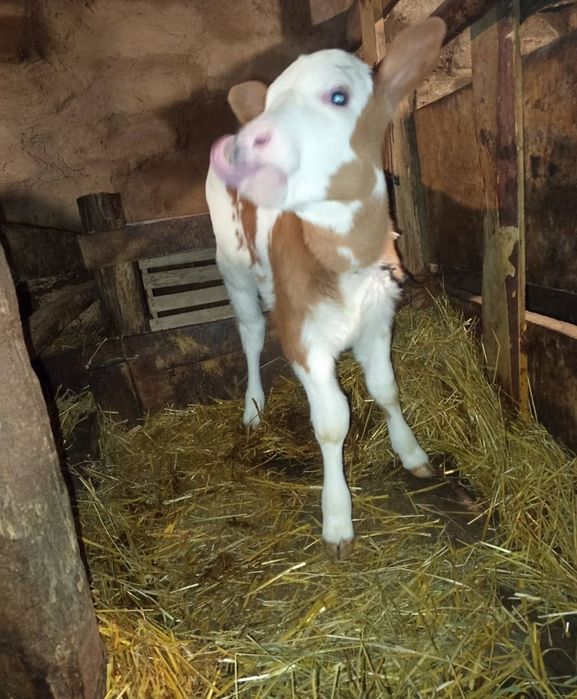 Продам с теленком корову сүтті сиыр