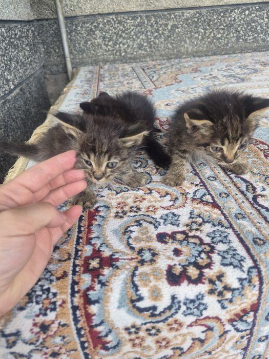 Отдам котят в добрые руки