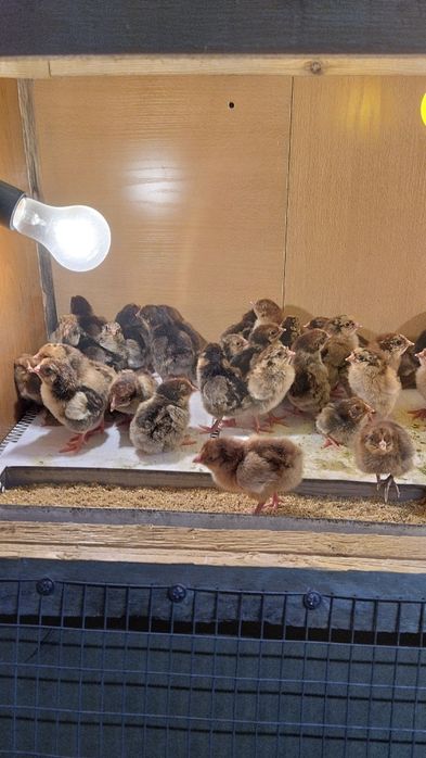 Кучинские цыплята