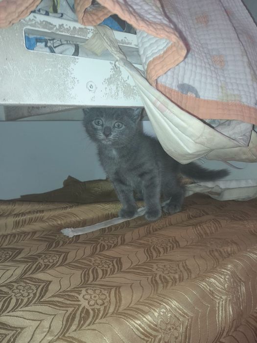 Котята         .