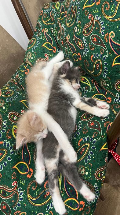 Котенок в добрые руки