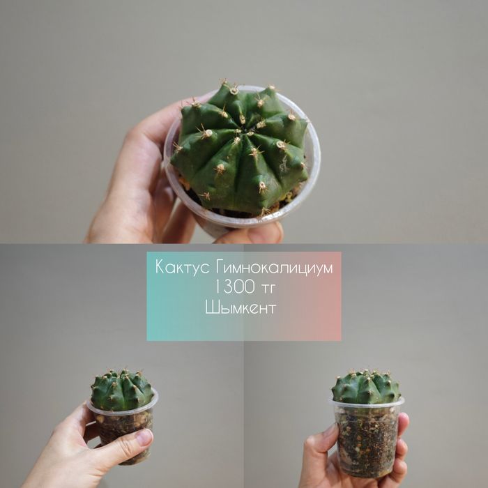 Цветы на любой вкус