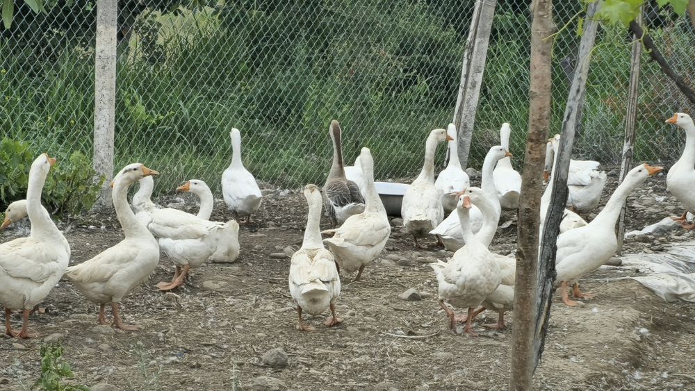 G‘ozlar sotiladi