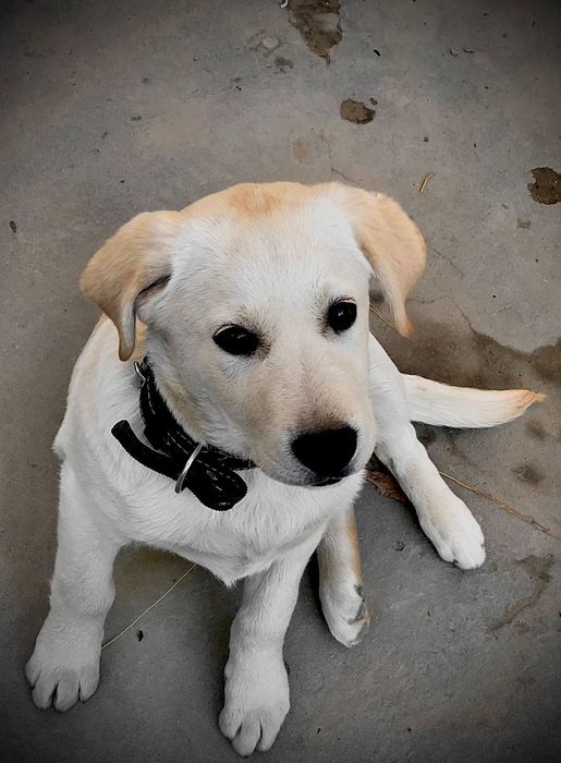 Продам лабрадора ретривер