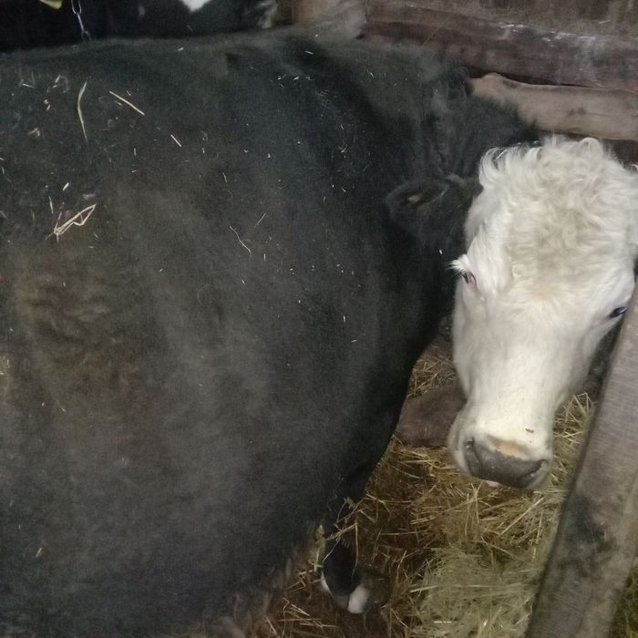 Корова с откорма