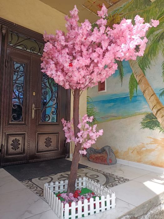 Сакура ағашы екі түсі бар 40мың