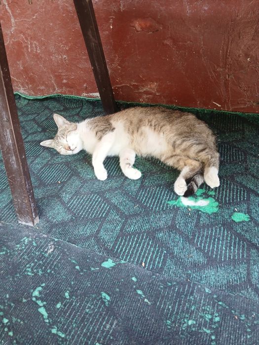 Ona bola mushuk beriladi