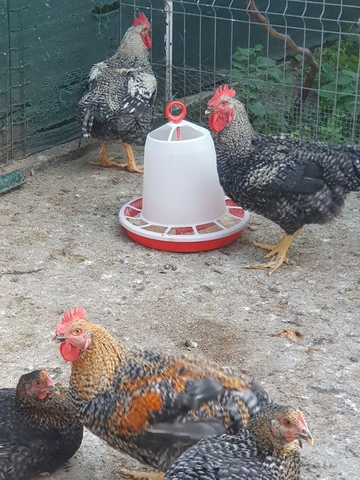 Cocoși de vânzare atât vii cât și tăiați