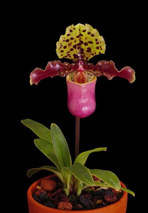 Орхидея Венерин башмачек