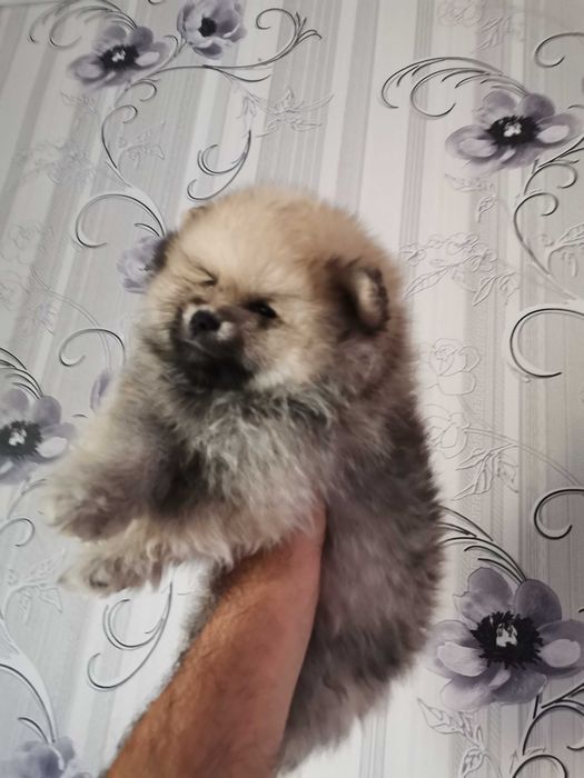 Кученца си търсят нов дом