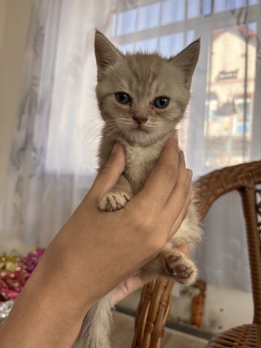 Продам шотландских котят