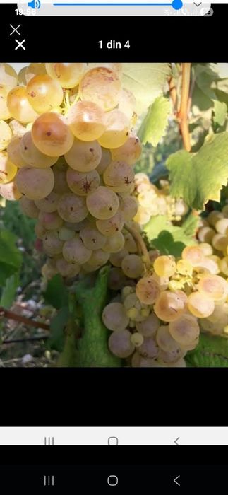 Vand struguri de vin 2026