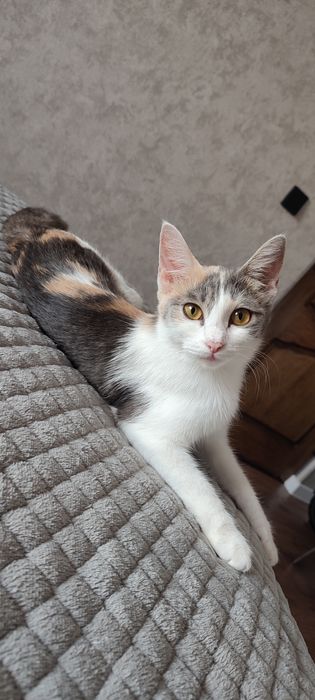 Кошечка ищет дом. Котёнок