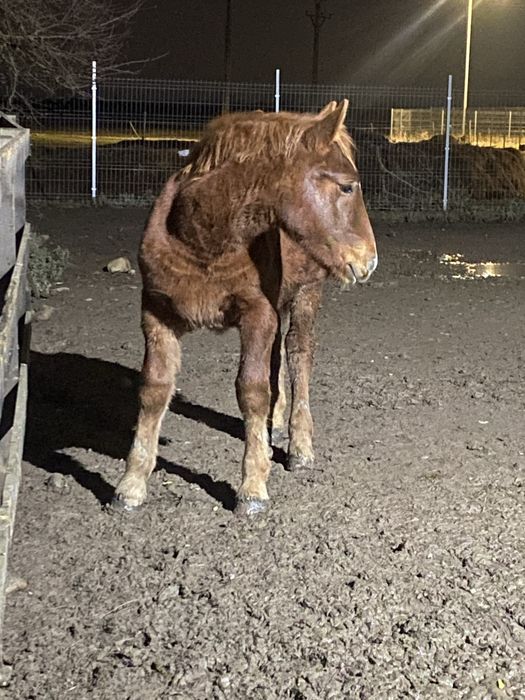 Manz blond cu genetica f buna