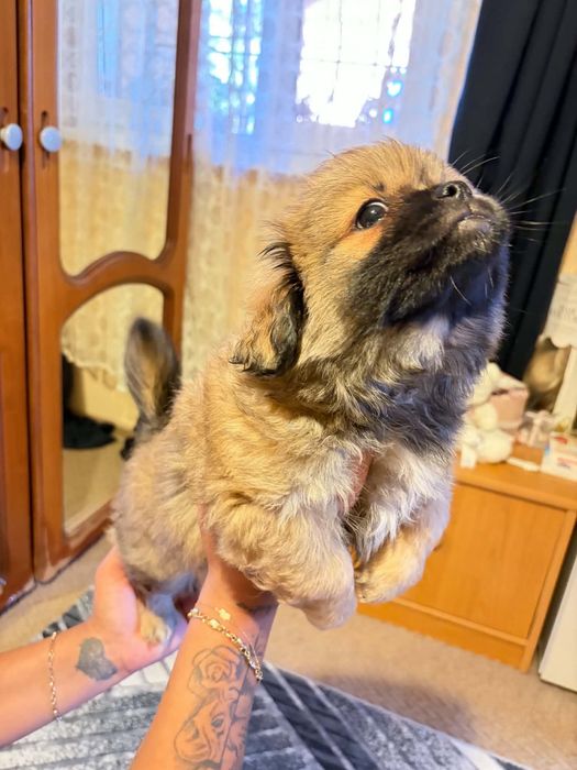 Домашни любимци пекинез на 2 месеца