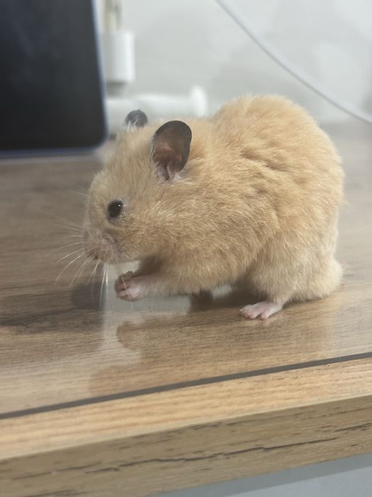 Продам хомяка с клеткой