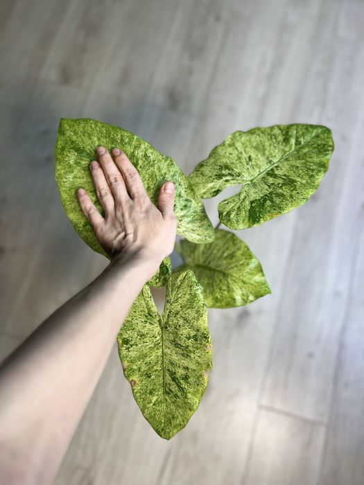 Алоказия Одора Батик (Макрориза сплеш)