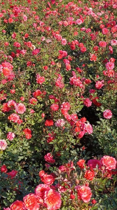 Manzarali ko‘chatlar — Samarqand Agro Dizayn firmasidan!