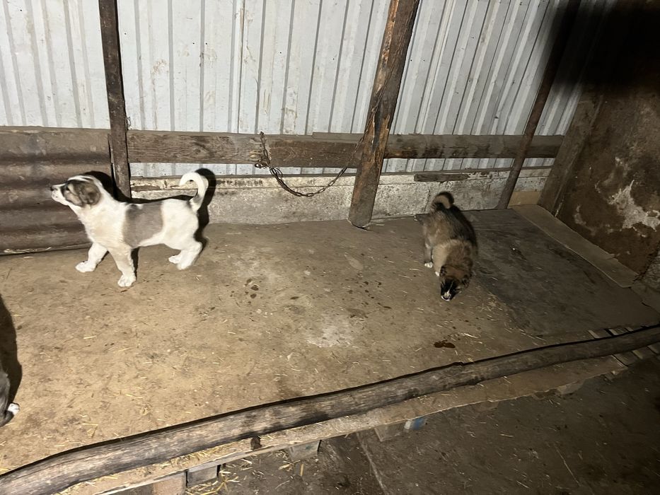 Продам  щенков Сао