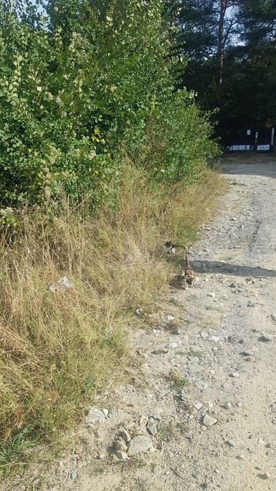 Продава се Парцел в Сапарева баня - 4700 кв.м за 16 €/кв.м - Снимка #1