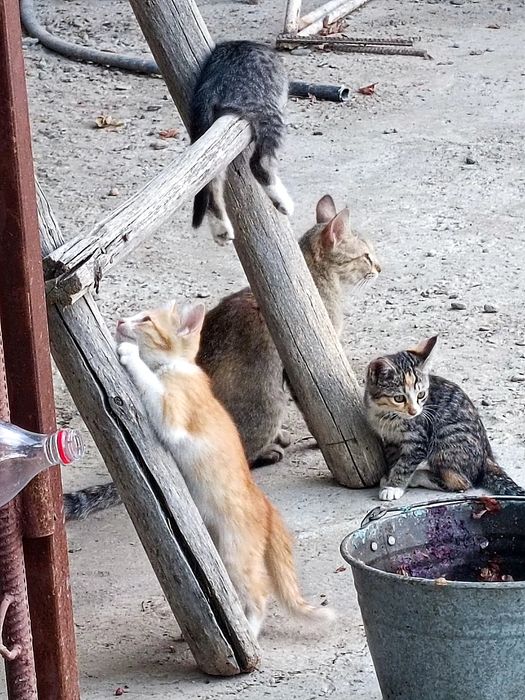 Отдадим кошек/котов бесплатно в хорошие руки .