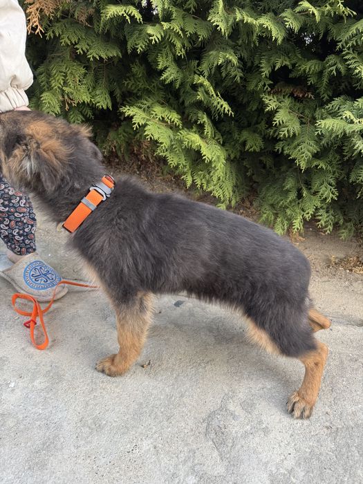 Продам щенков немецкой овчарки