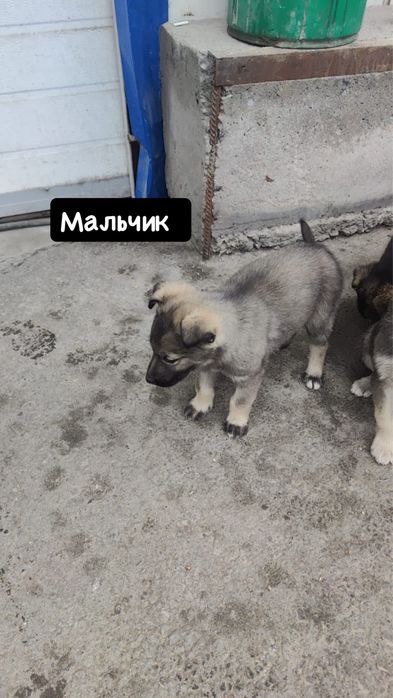 Пристраиваю шенков