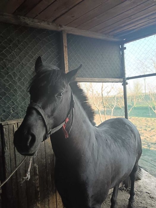 Vând cal Semigreu Românesc