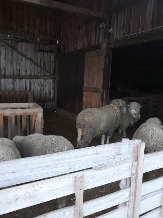 Vand 15 mioare de anul trecut(aprilie 2025)